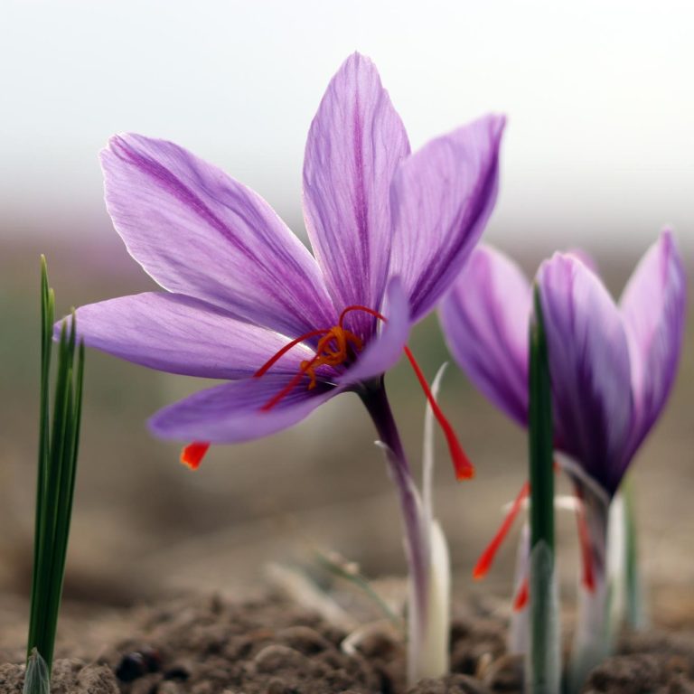 Saffron iranian souvenirs